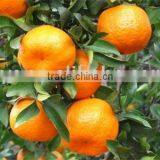 Chinese Fresh Mandarin thumbnail-1