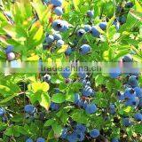 Next Generation Resveratrol 99% Trans-Pterostilbene/Pterostilbene Powder thumbnail-5