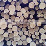 Timber Log / Sawlogs /Wood Round Logs thumbnail-3
