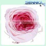Fresh Cut Roses Preserved Fresh Flower Asuting Rose For Wedding Decoration thumbnail-1