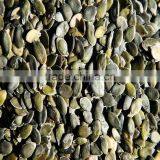 Bulk Pumpkin Kernels Grow Without Shell for Oil Use Export Grade thumbnail-2