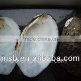 Natural Raw Thick Chinese River Triangle Shell/raw Shells thumbnail-4