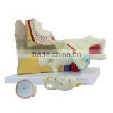Ear Plastic Education Human Body Anatomy Model thumbnail-3