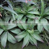 Windows Display Manufacurer (180X80cm) Artificial Supermarket Grass Wall thumbnail-1