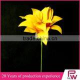 Wholesale Large Indoor Tropical Plants thumbnail-5