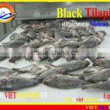FROZEN BLACK TILAPIA WHOLE ROUND thumbnail-4