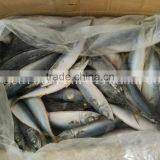 Frozen Pacific Mackerel Seining Catching thumbnail-2