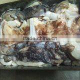 Frozen Giant Squid Neck thumbnail-4