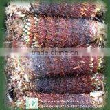 Cycas Revoluta 1m Bare Roots thumbnail-1