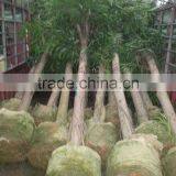 Ficus Irregularis thumbnail-3