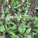 Ocimum Basilicum thumbnail-3