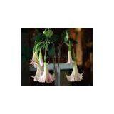 Artificial Flowers PU Calla Lily thumbnail-3