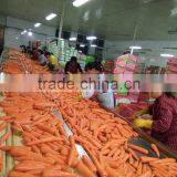 Carrot Price thumbnail-6