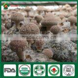 Mushroom Company Bulk Supply Wholesale Price of Shiitake Mushroom Growing Log Bag Kit thumbnail-1