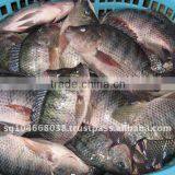 TILAPIA GS thumbnail-1