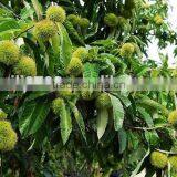 Bigbig Sweetsweet China Chestnut thumbnail-2