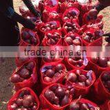 SUPPLY TOP QUALITY BEST GRADE EGYPTIAN ONIONS thumbnail-5