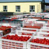 Hot Selling Sun Dried Tomotoes for Buyer thumbnail-3