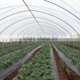 RoughBrothers Tunnel-600 Single Span Low Cost Agricultural Tunnel Greenhouse thumbnail-3
