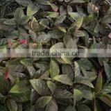 Decorative Orange Leaf Garden Artificial Grass Fence thumbnail-4