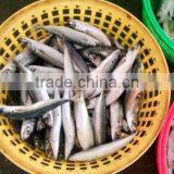Frozen Mackerel thumbnail-3