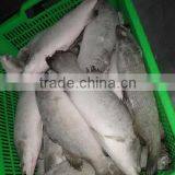 Asian Sea Bass Lates Calcarifer Barramundi thumbnail-3