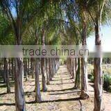 Algoros Viveros Sl company overview - view 3 thumbnail