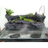 Turtle Living Background Board Landscaping thumbnail-1