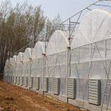 Multi Span PE Film Agricultural Greenhouse thumbnail-5