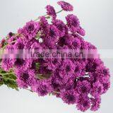 China Hot Selling Chrysanthemum From Yunnan thumbnail-6