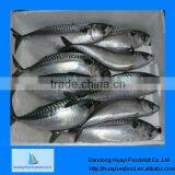 fresh frozen mackerel fish