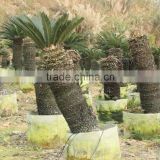 Different types of baby sago palm perennial plant