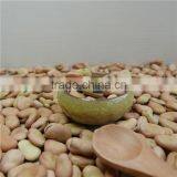 High Quality Yellow Broad Beans / Faba Beans / Fava Beans for Canning Food thumbnail-1