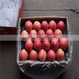 Yantai Apple thumbnail-4