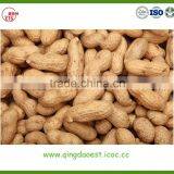 Peanut in Shell thumbnail-4