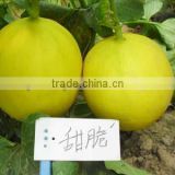 Hybrid F1 Yellow Peel Red Flesh Sweet Melon Seeds For Growing-Sweet Crisp F1