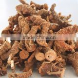 Exporter of Top Quality Galangal Root