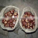 Chestnut thumbnail-1