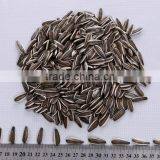 2014 Black Sunflower Seeds 5009 thumbnail-4