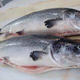 Atlantic Salmon Fish, Salmon Belly, Salmon Backbone, Salmon Head, Salmon HOG, Norwegian Salmon HG, Salmon Oil, Caviar thumbnail-1