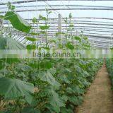 Low Cost Plastic Film Greenhouse For Tomatos thumbnail-3