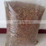 Fish Food Mealworms Golden Yellow, Pigeon Feed thumbnail-3