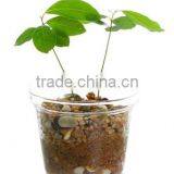 Glass Flower Pot, Glass Plant Pot Garden Pots thumbnail-1