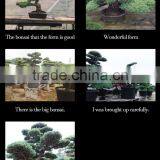a Heart Feels Relaxed and High Quality Cheap Bonsai Pots Tree With Eco-friendly Made in Japan thumbnail-4
