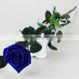 Preserved Real Flowers Natural Fresh Rose With Stem thumbnail-1