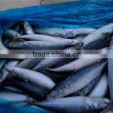 Pacific Mackerel New Coming Seafood thumbnail-4