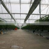 Red Color Fresh Tomato From Turkey thumbnail-5