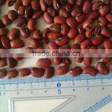 High Quality Red Cowpea