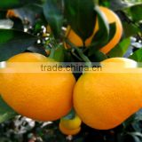 fresh valencia oranges in egyptian orange exporters