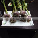 RED AND WHITE GARLIC NEW SEASON thumbnail-6